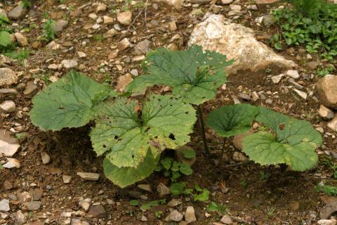 image Adenostyles alpina