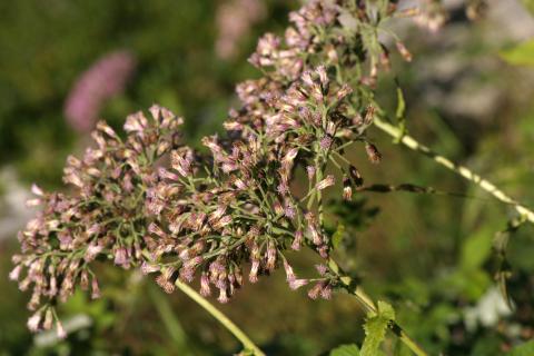 image Adenostyles alpina