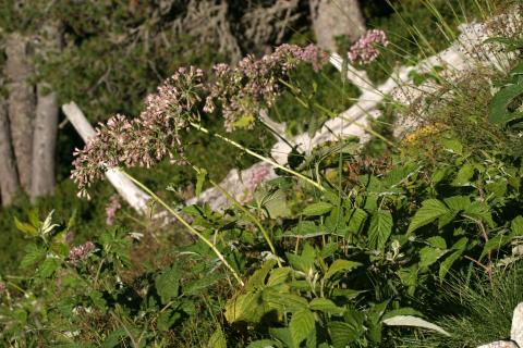 image Adenostyles alpina