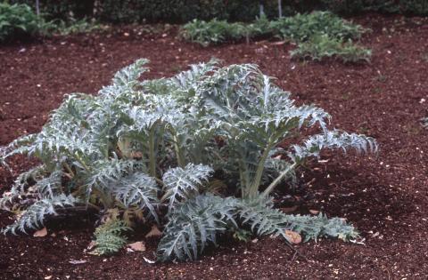 image Alcachofa (Cynara scolymus)