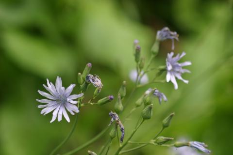 image Cicerbita alpina