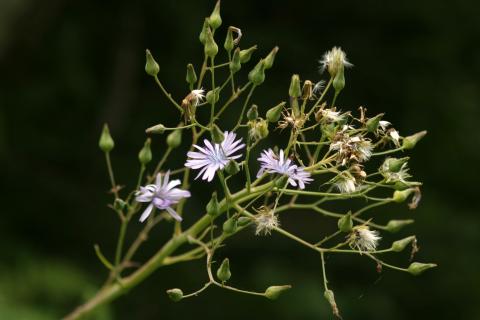 image Cicerbita alpina