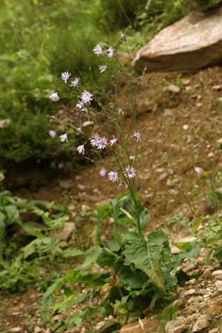 image Cicerbita alpina