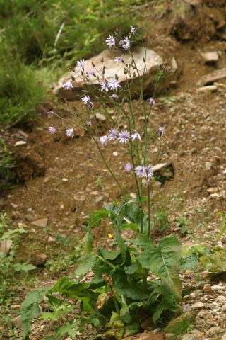 image Cicerbita alpina