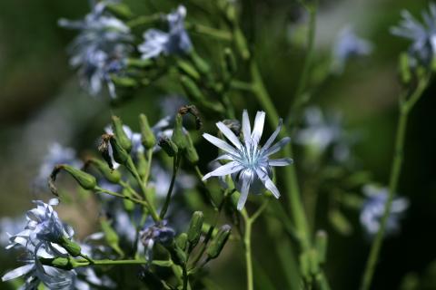 image Chicoina azul (Cicerbita plumieri)