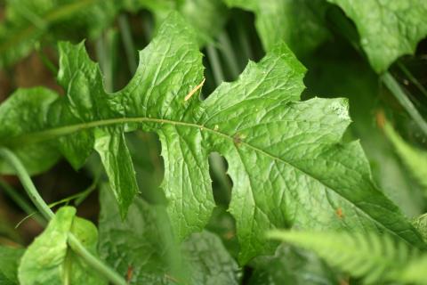 image Chicoina azul (Cicerbita plumieri)