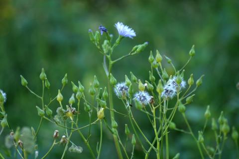 image Chicoina azul (Cicerbita plumieri)
