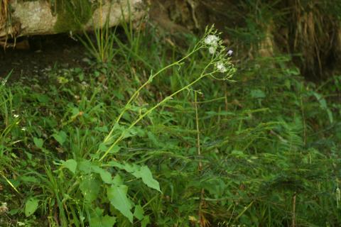 image Chicoina azul (Cicerbita plumieri)