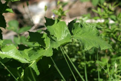 image Chicoina azul (Cicerbita plumieri)