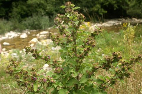image Lampazo (Arctium lappa)