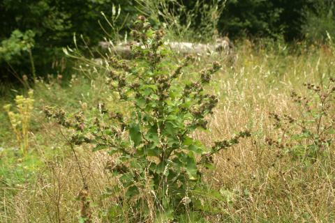 image Lampazo (Arctium lappa)