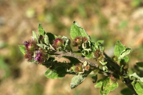 image Lampazo (Arctium lappa)