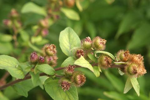 image Lampazo (Arctium lappa)