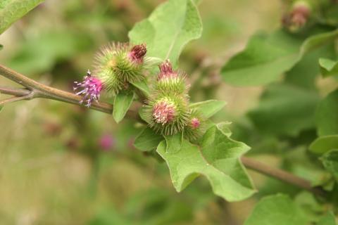 image Lampazo (Arctium lappa)