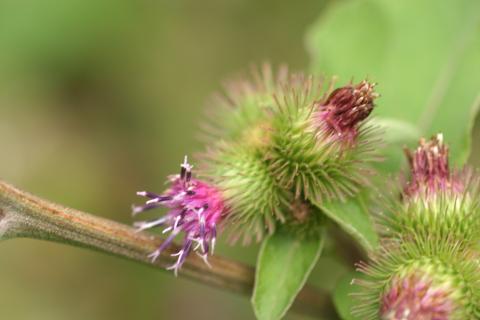 image Lampazo (Arctium lappa)