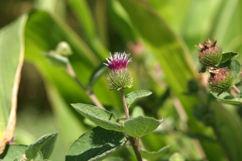 image Lampazo (Arctium lappa)