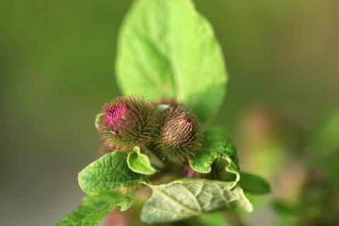 image Lampazo (Arctium lappa)