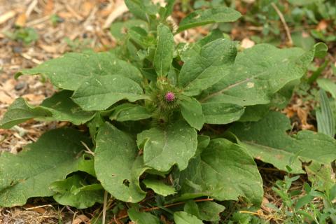 image Lampazo (Arctium lappa)