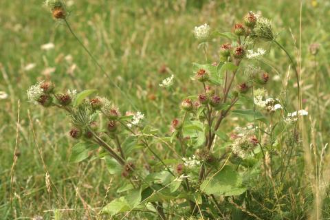 image Lampazo (Arctium lappa)
