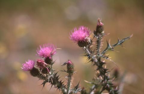 image Carduus bourgeanus