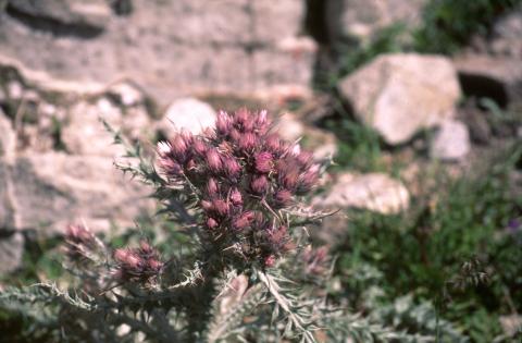image Falsa carlina (Carduus carlinoides)