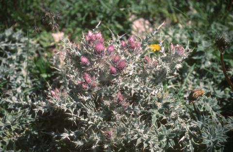 image Falsa carlina (Carduus carlinoides)