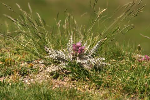 image Falsa carlina (Carduus carlinoides)