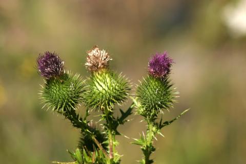 image Cardo de burro (Carduus crispus)