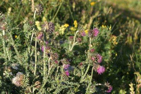 image Cardo almizclero (Carduus nutans)