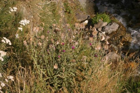 image Cardo almizclero (Carduus nutans)