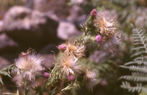 image Cardo de calvero (Carduus pycnocephalus)
