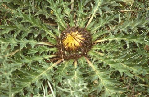 image Cardo sol (Carlina acanthifolia)