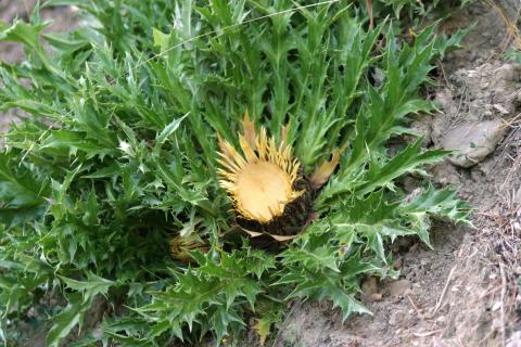 image Cardo sol (Carlina acanthifolia)