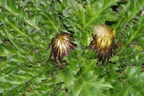 image Cardo sol (Carlina acanthifolia)
