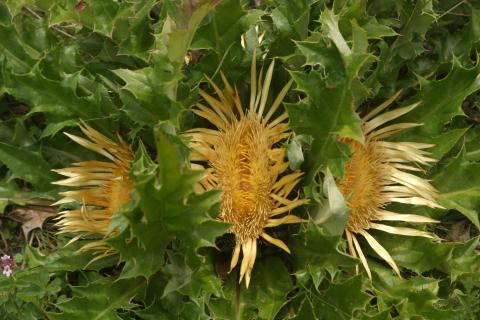 image Cardo sol (Carlina acanthifolia)
