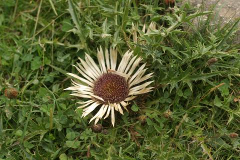 image Cardo sol (Carlina acanthifolia)