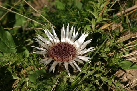image Cardo sol (Carlina acanthifolia)