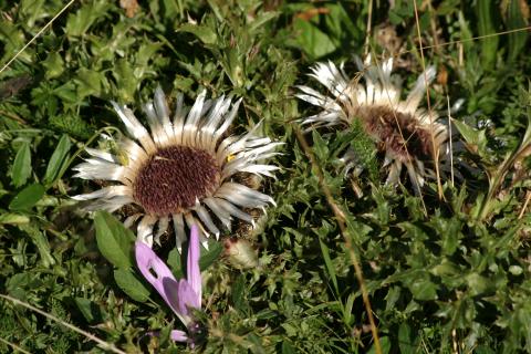 image Cardo sol (Carlina acanthifolia)
