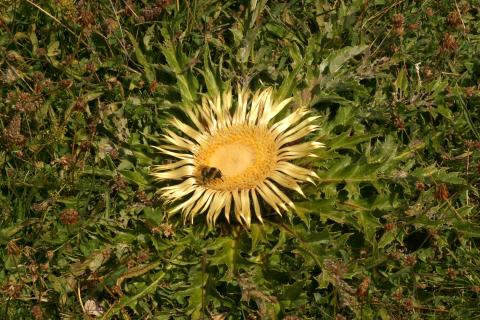 image Cardo sol (Carlina acanthifolia)