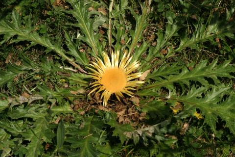 image Cardo sol (Carlina acanthifolia)