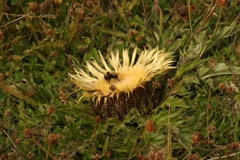 image Cardo sol (Carlina acanthifolia)