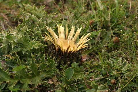 image Cardo sol (Carlina acanthifolia)