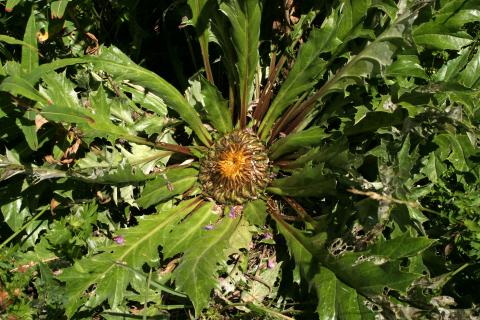 image Cardo sol (Carlina acanthifolia)
