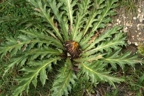 image Cardo sol (Carlina acanthifolia)