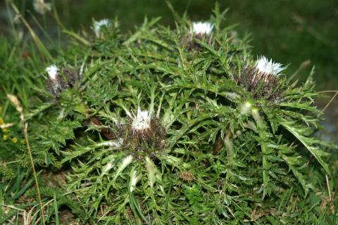 image Carlina angélica (Carlina acaulis)