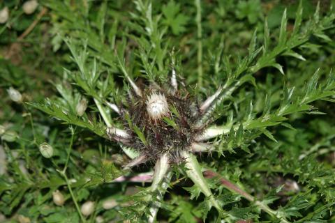 image Carlina angélica (Carlina acaulis)