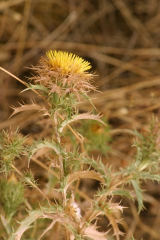 image Cardo cuco (Carlina corymbosa)