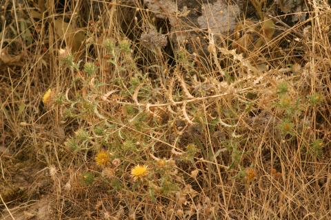 image Cardo cuco (Carlina corymbosa)