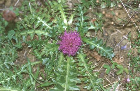 image Mancaperros (Cirsium acaule)