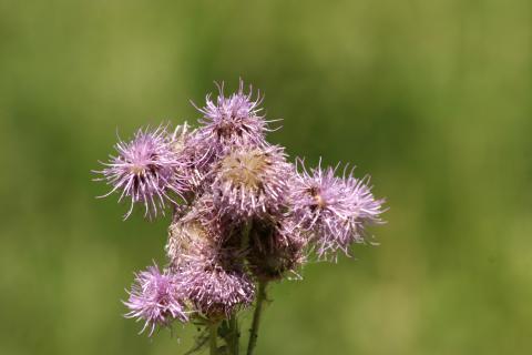 image Cardo cundidor (Cirsium arvense)